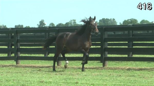 Standard Bred Yearlings